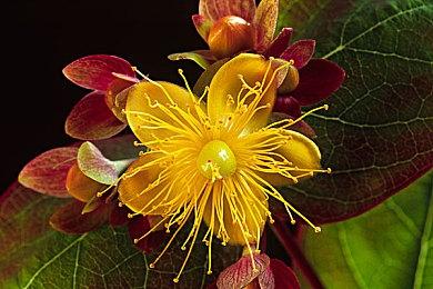 在超级游艇人生任务中勇闯公海，获得双倍GTAOL游戏币和声望值